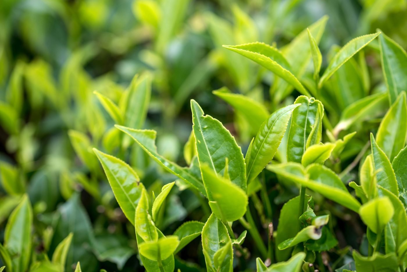 Extrait de thé vert